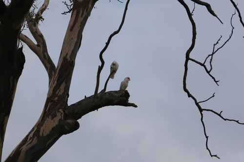 Long-billed Corella (Cacatua tenuirostris), photo 3
