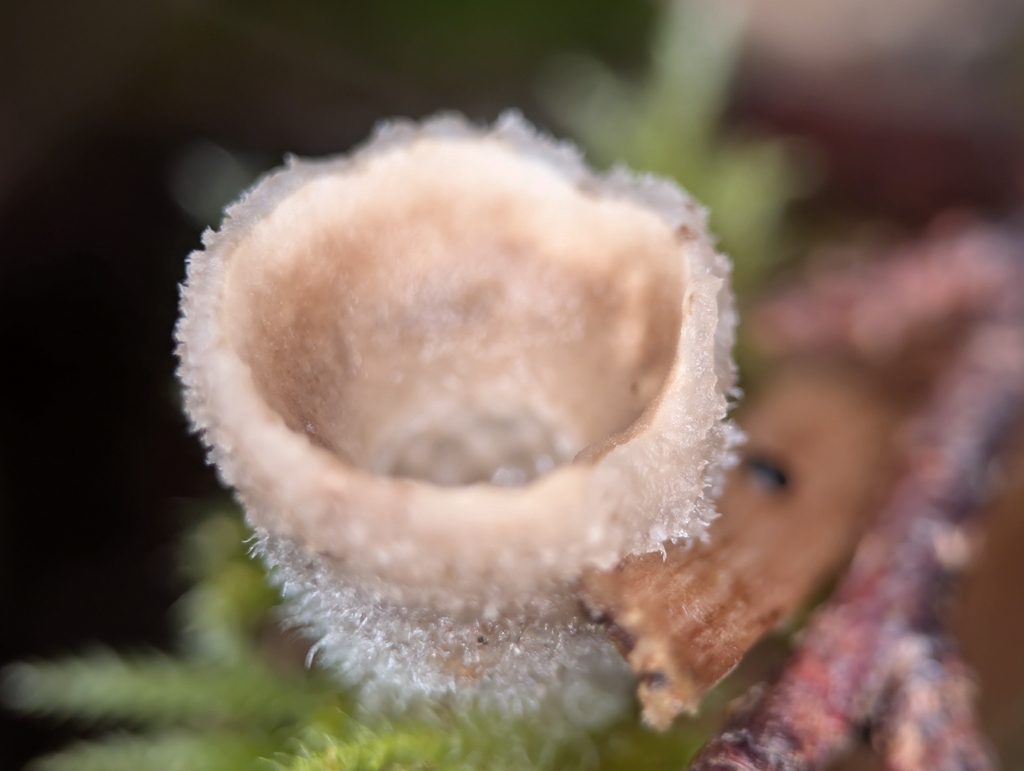 Nidula candida · January 2026 · photo: © moemeikle (iNaturalist, cc-by)