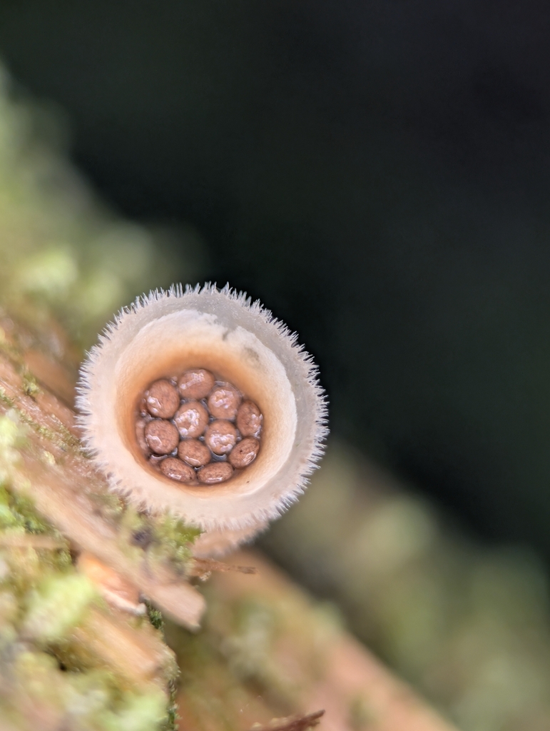 Nidula niveotomentosa · January 2026 · photo: © moemeikle (iNaturalist, cc-by)