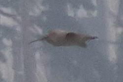 Hudsonian Whimbrel (Numenius hudsonicus), photo 7