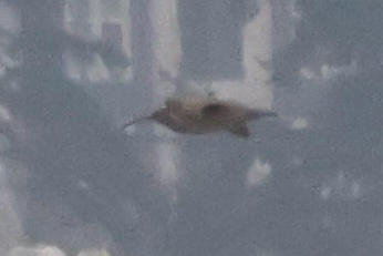Hudsonian Whimbrel (Numenius hudsonicus), photo 8