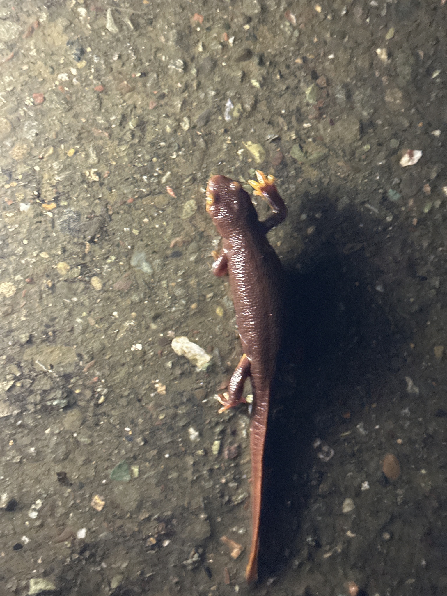 Taricha torosa (Rathke, 1833)