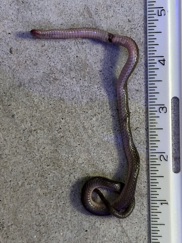 Common Wormsnake