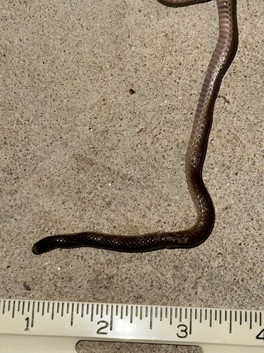 Common Wormsnake