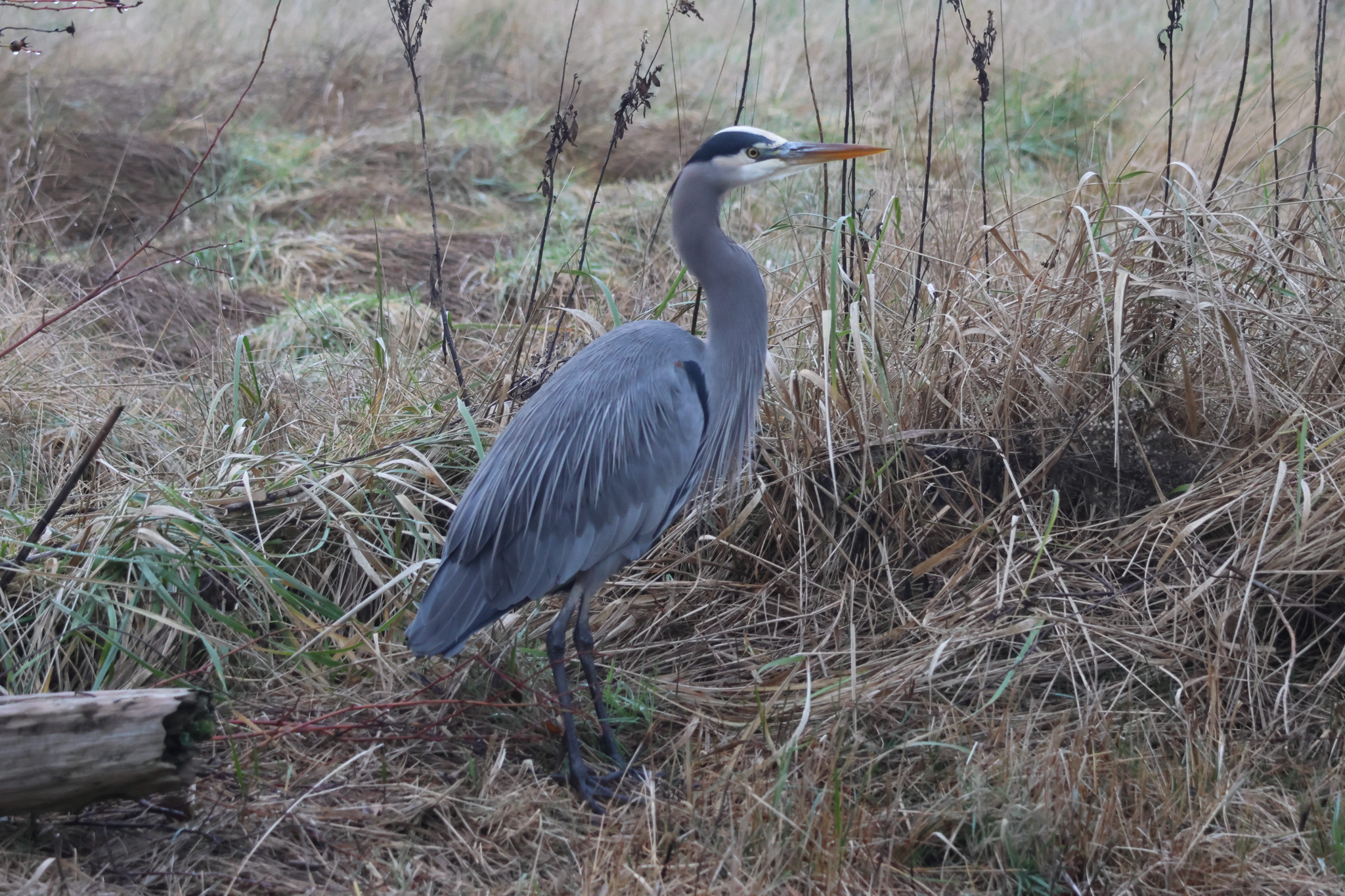 Great Blue Heron (Ardea herodias), photo 1