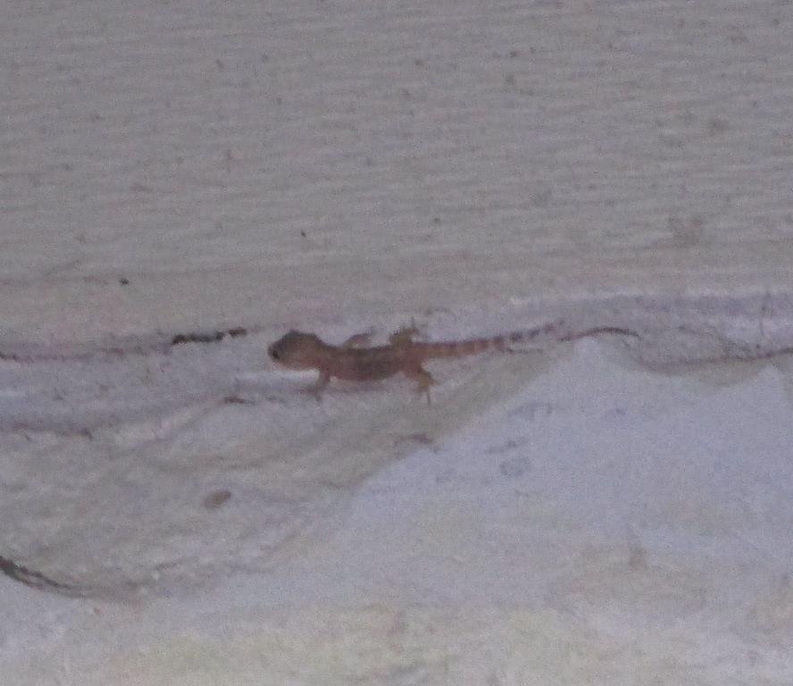 Hemidactylus turcicus (Linnaeus, 1758)