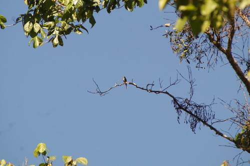 Greater Pewee (Contopus pertinax), photo 9