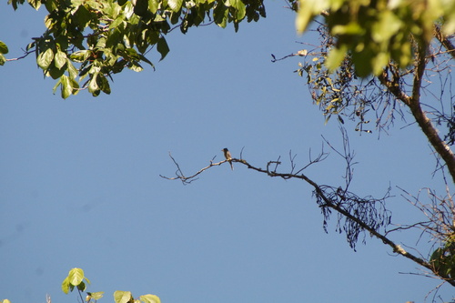 Greater Pewee (Contopus pertinax), photo 10