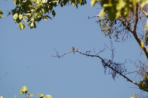 Greater Pewee (Contopus pertinax), photo 8