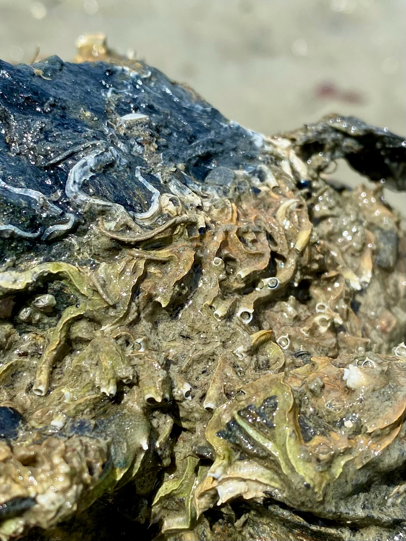 Spirobranchus cariniferus (Gray, 1843)