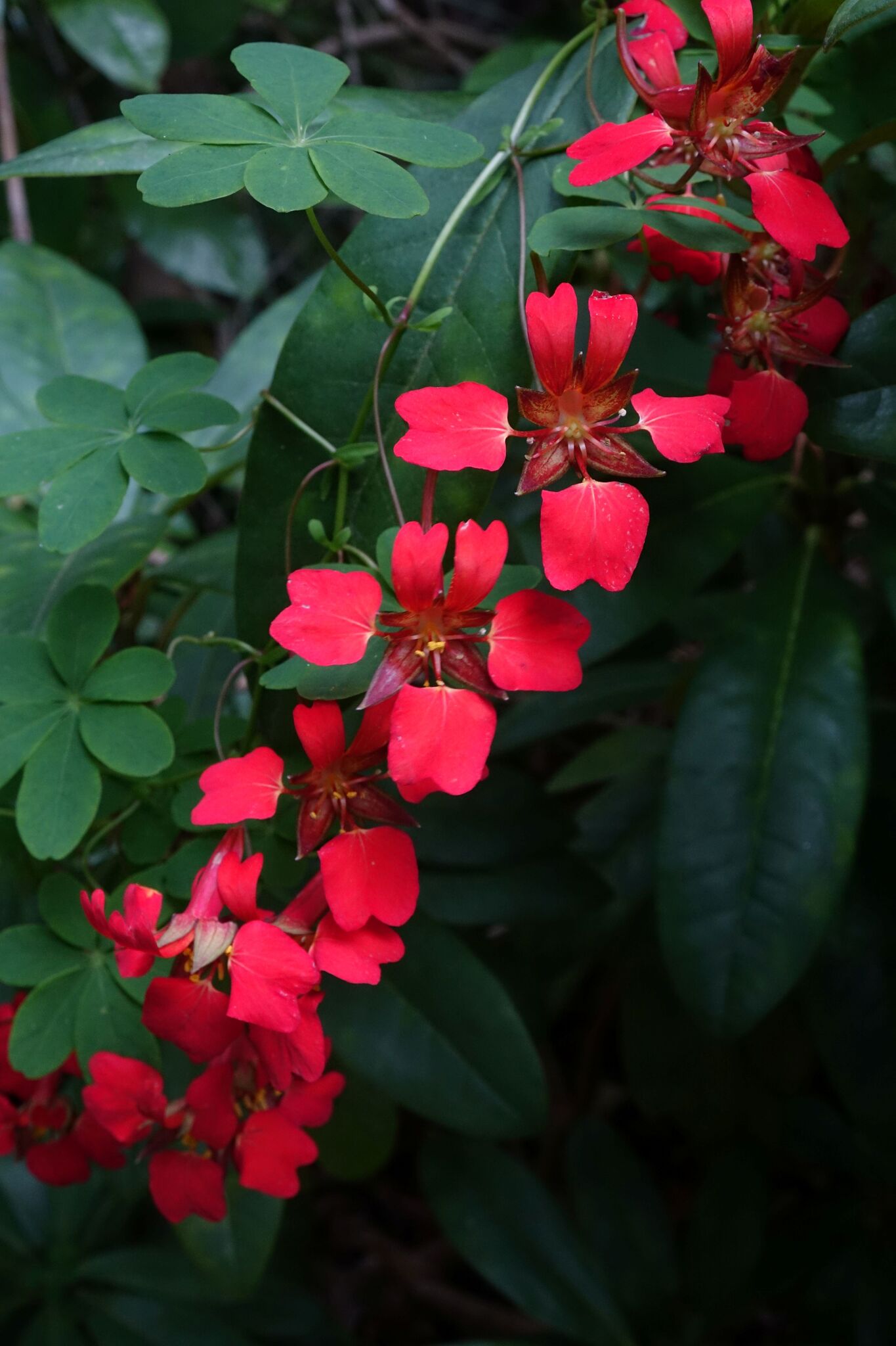 Flame nasturtium
