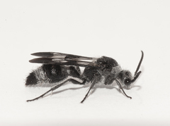 Dasymutilla militaris