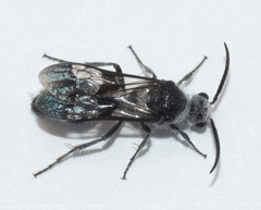 Dasymutilla militaris