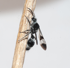Dasymutilla militaris