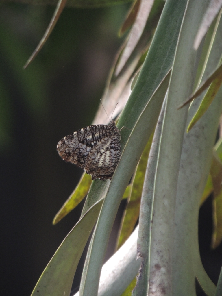 Elymnias nesaea (Elymnias nesaea)