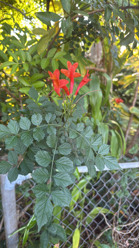Tecomaria capensis observed 2026-01-01