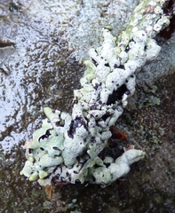 Hypogymnia enteromorpha