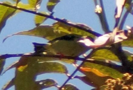 Red-legged Honeycreeper (Cyanerpes cyaneus), photo 1