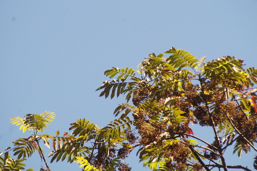 Red-legged Honeycreeper (Cyanerpes cyaneus), photo 8