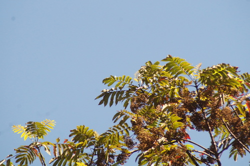 Red-legged Honeycreeper (Cyanerpes cyaneus), photo 2