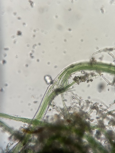 Microcoleus observed 2026-01-01