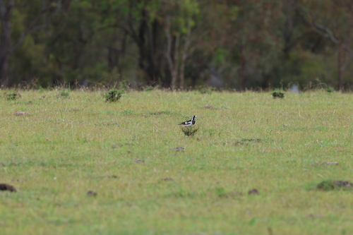 Magpie-lark (Grallina cyanoleuca), photo 2