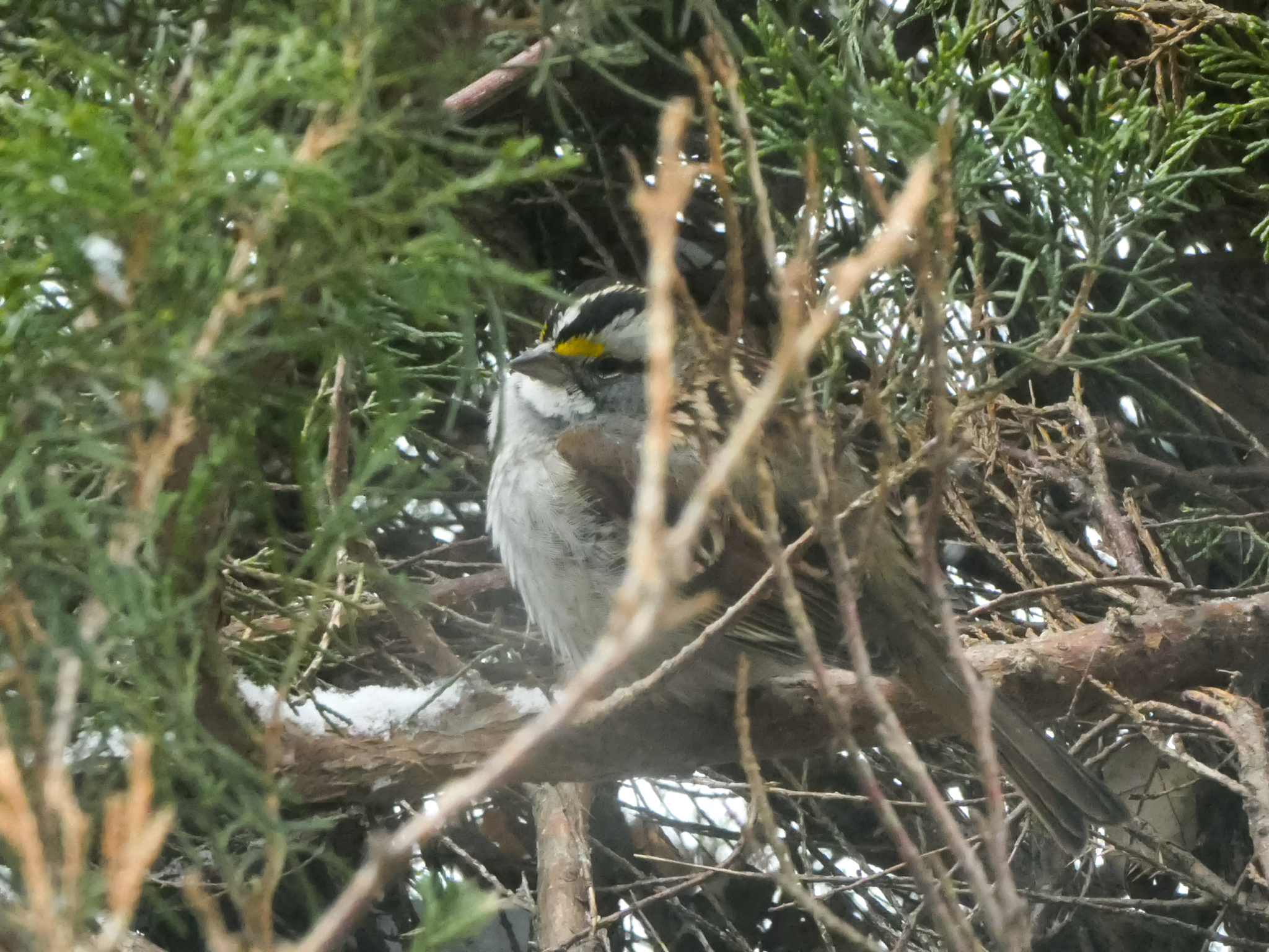 White-throated Sparrow (Zonotrichia albicollis), photo 7