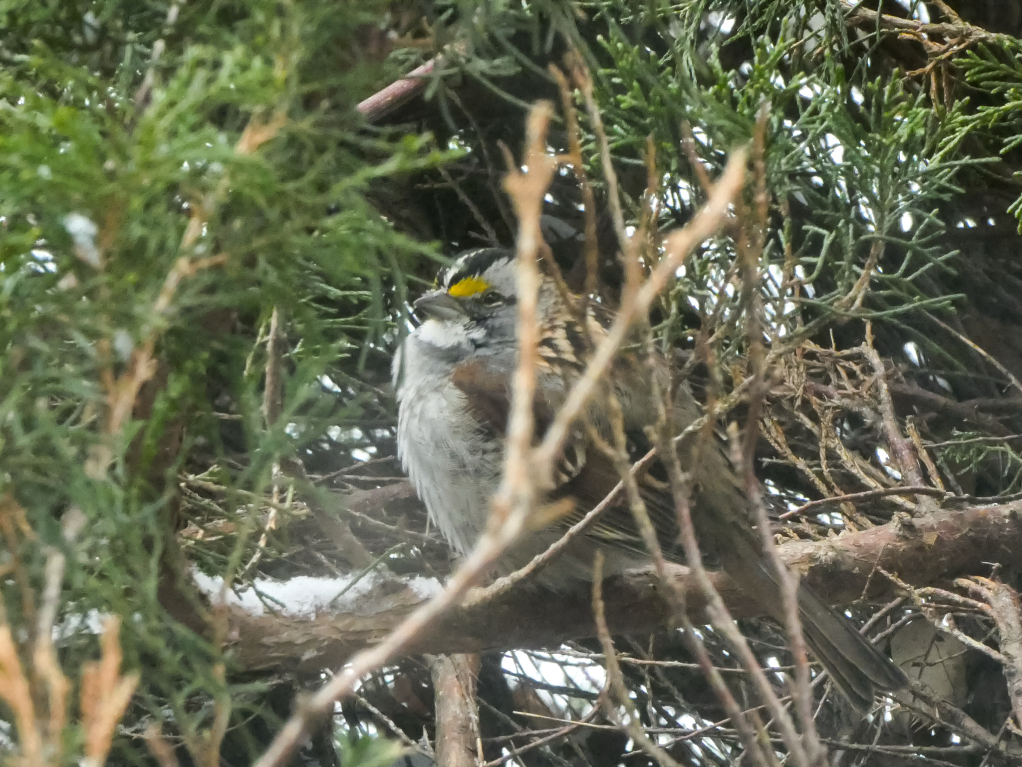 White-throated Sparrow (Zonotrichia albicollis), photo 6