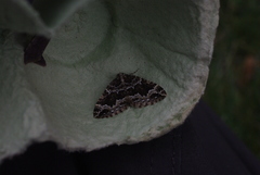 Lampropteryx suffumata