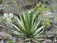 Agave kerchovei