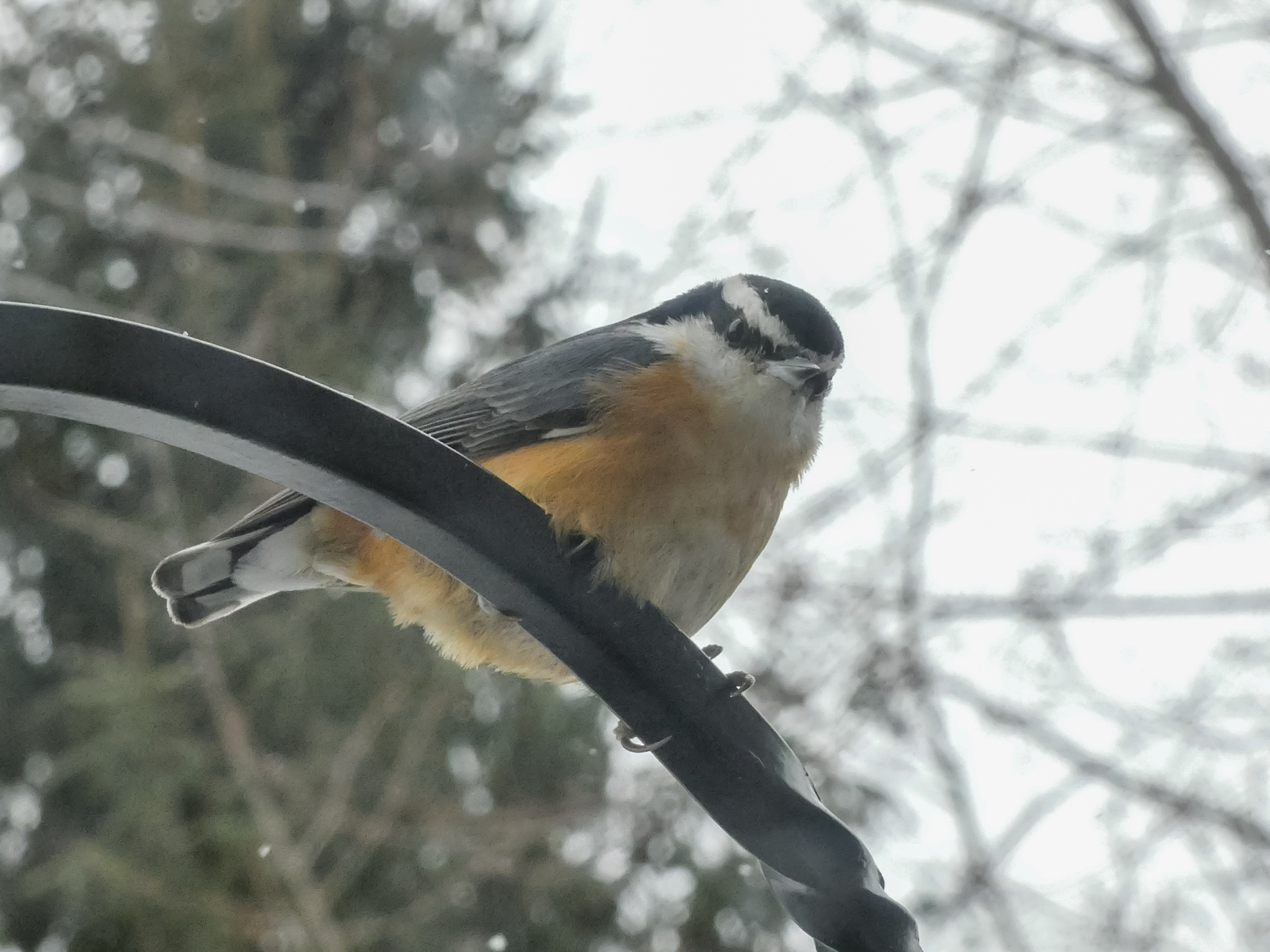 Red-breasted Nuthatch (Sitta canadensis), photo 2