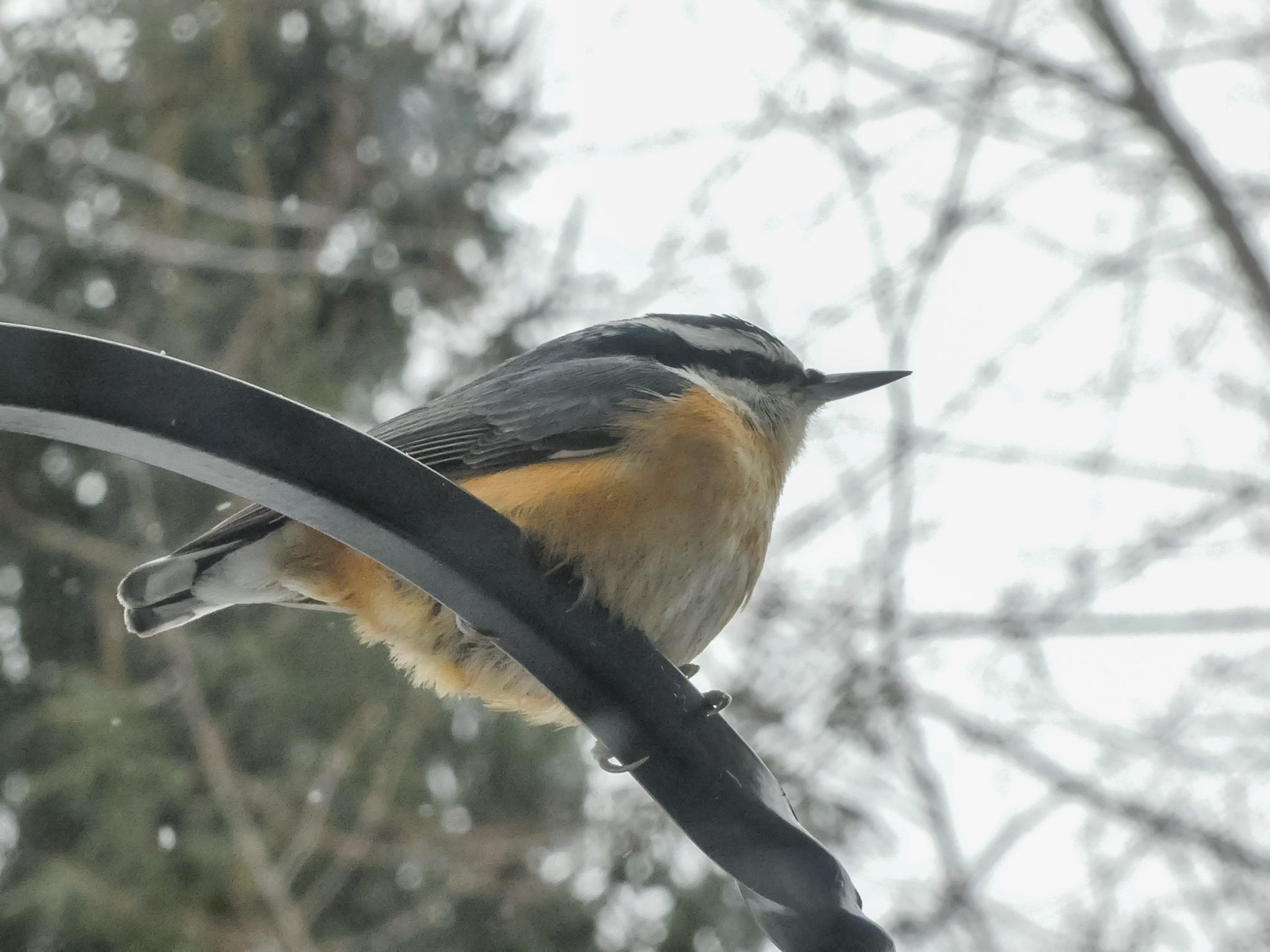 Red-breasted Nuthatch (Sitta canadensis), photo 3