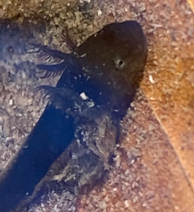 Ambystoma opacum (Gravenhorst, 1807)