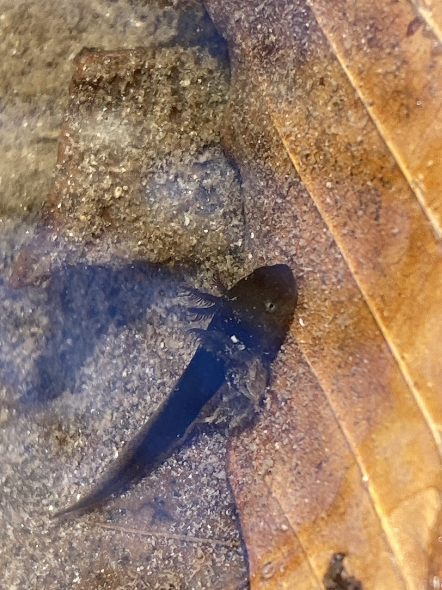 Ambystoma opacum (Gravenhorst, 1807)