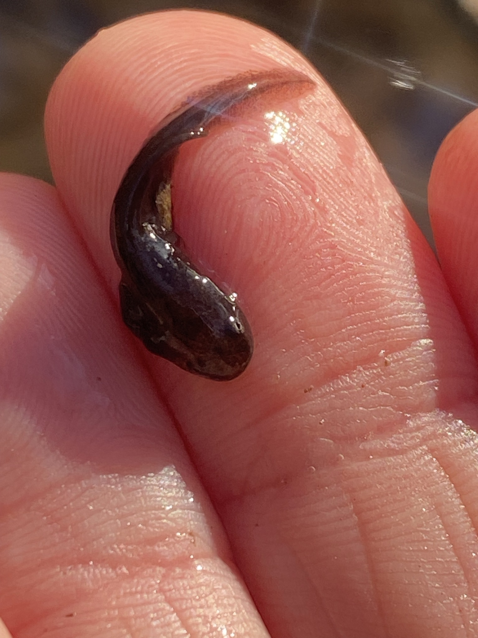 Ambystoma opacum (Gravenhorst, 1807)