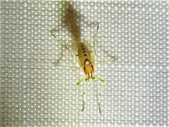 Coelotanypus concinnus