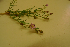Spergularia canadensis
