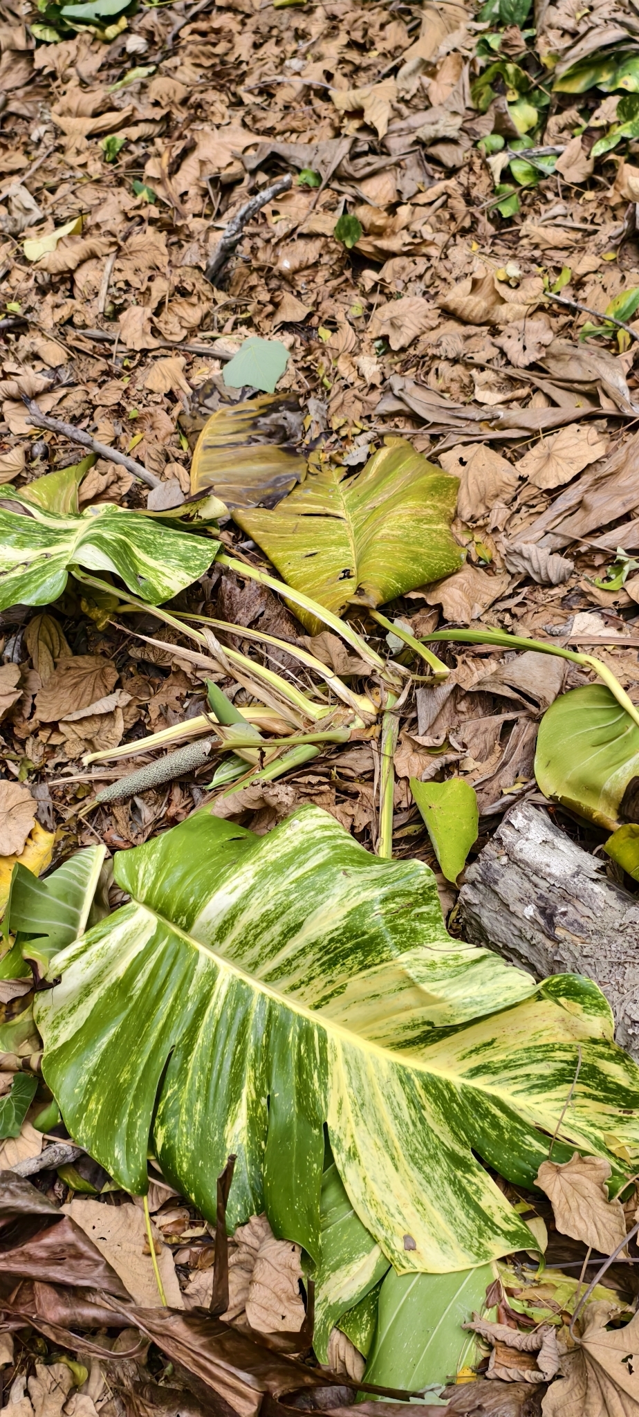 Water-grown pothos leaves