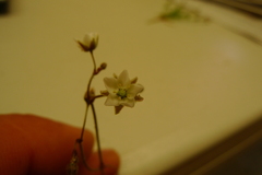 Spergularia canadensis