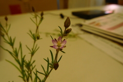 Spergularia canadensis