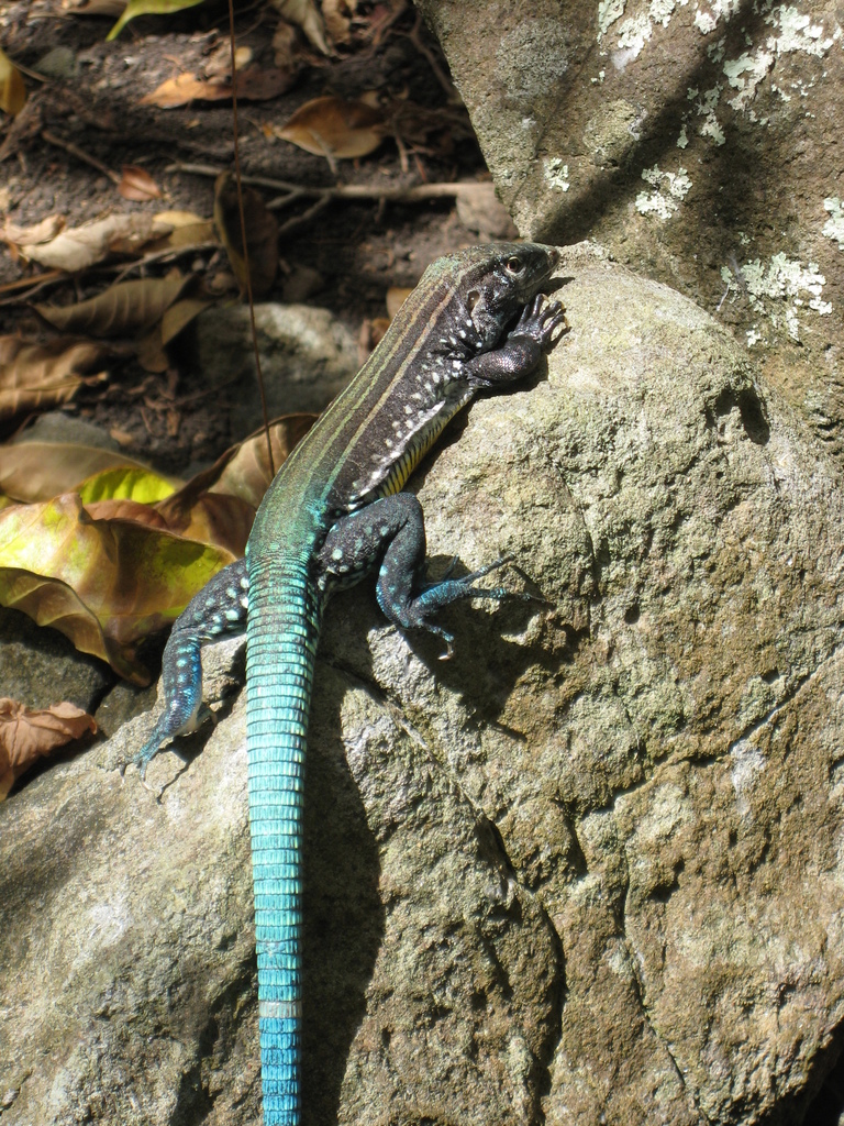 St Lucia Whiptail