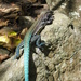 St Lucia Whiptail - Photo (c) Edward Bell, some rights reserved (CC BY), uploaded by Edward Bell