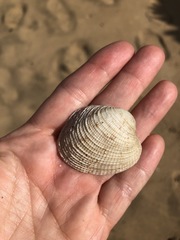 Periglypta reticulata