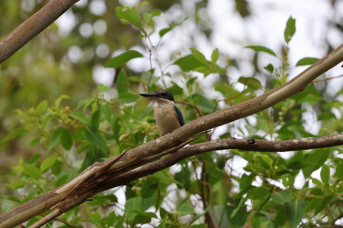 Sacred Kingfisher (Todiramphus sanctus), photo 7