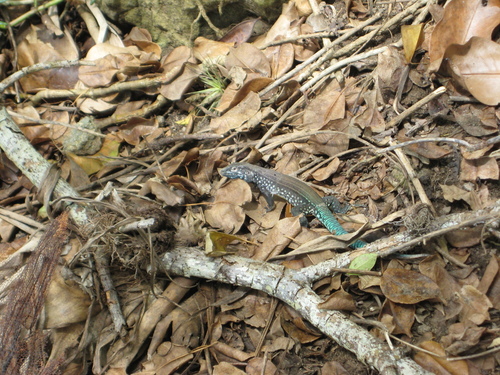 Maria Islands Whiptail, Cnemidophorus vanzoi