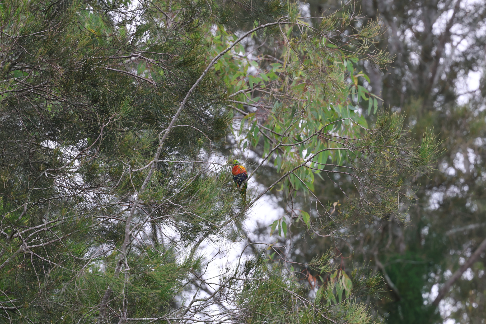 Coconut Lorikeet (Trichoglossus haematodus), photo 3