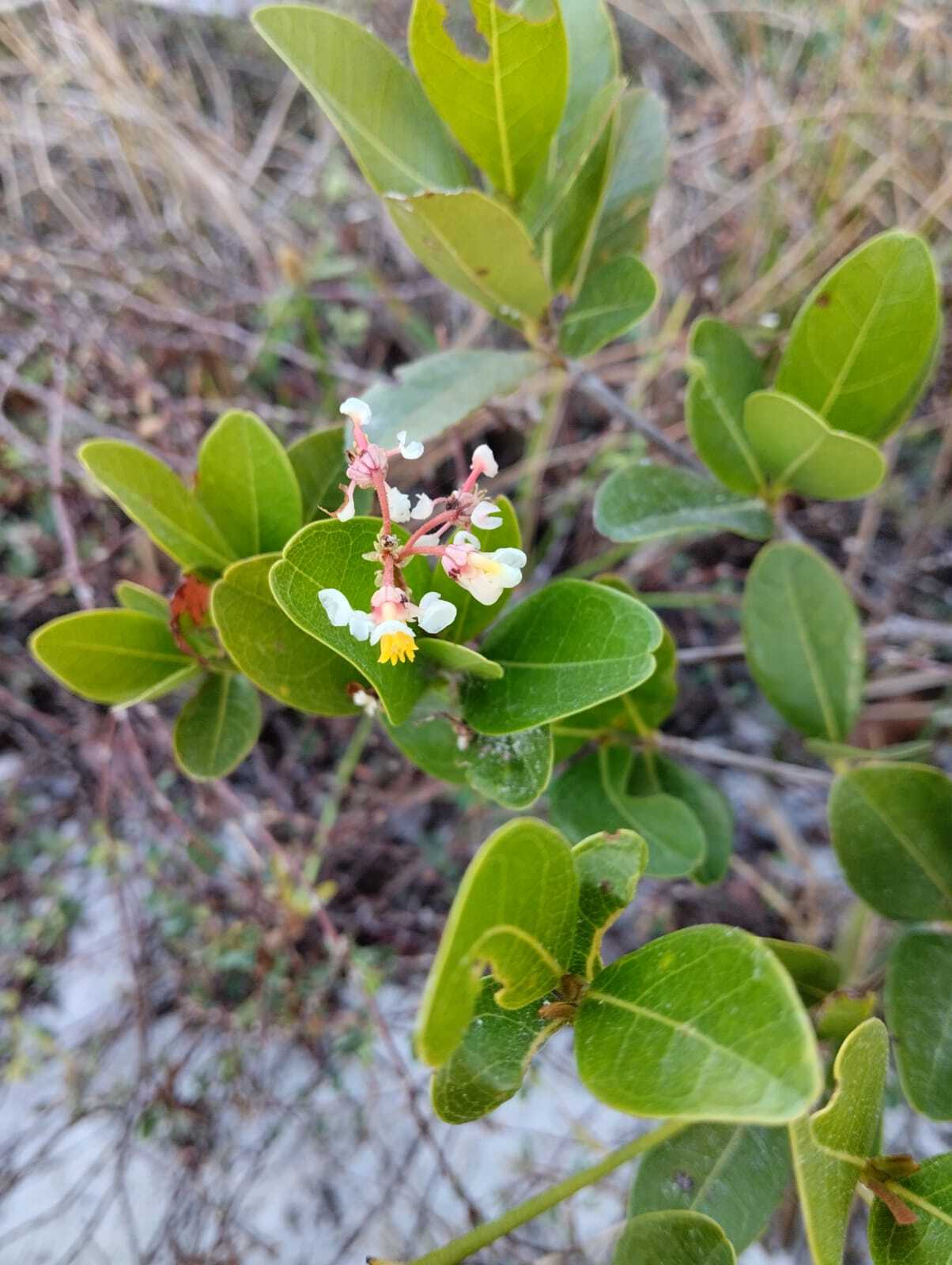 Byrsonima gardneriana