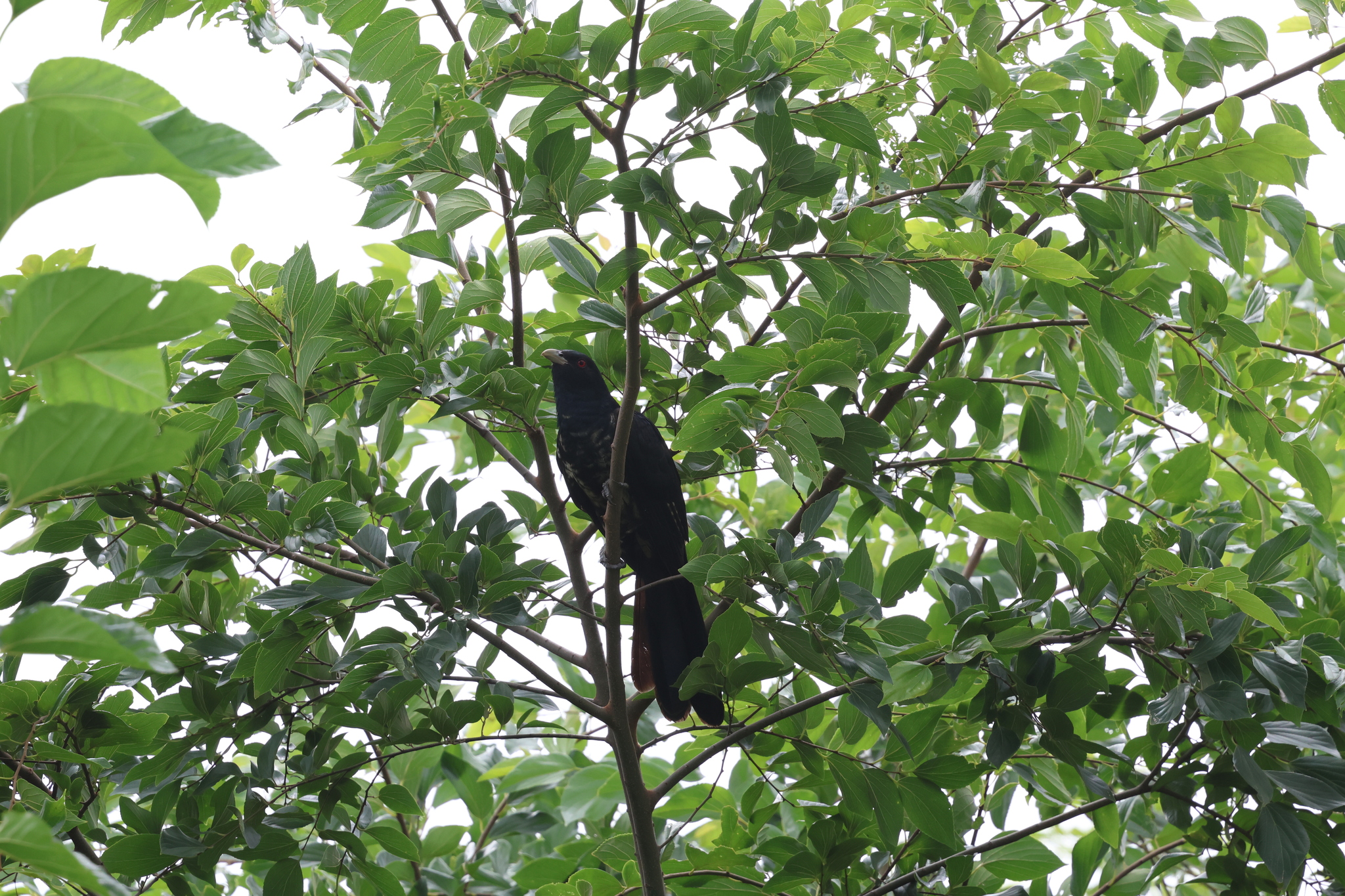 Pacific Koel (Eudynamys orientalis), photo 2