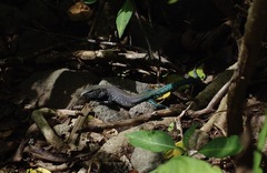 Cnemidophorus vanzoi