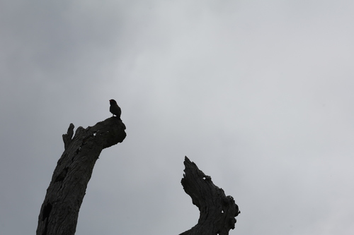 Oriental Dollarbird (Eurystomus orientalis), photo 6